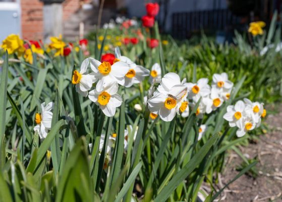 Frühling, Frühling ...